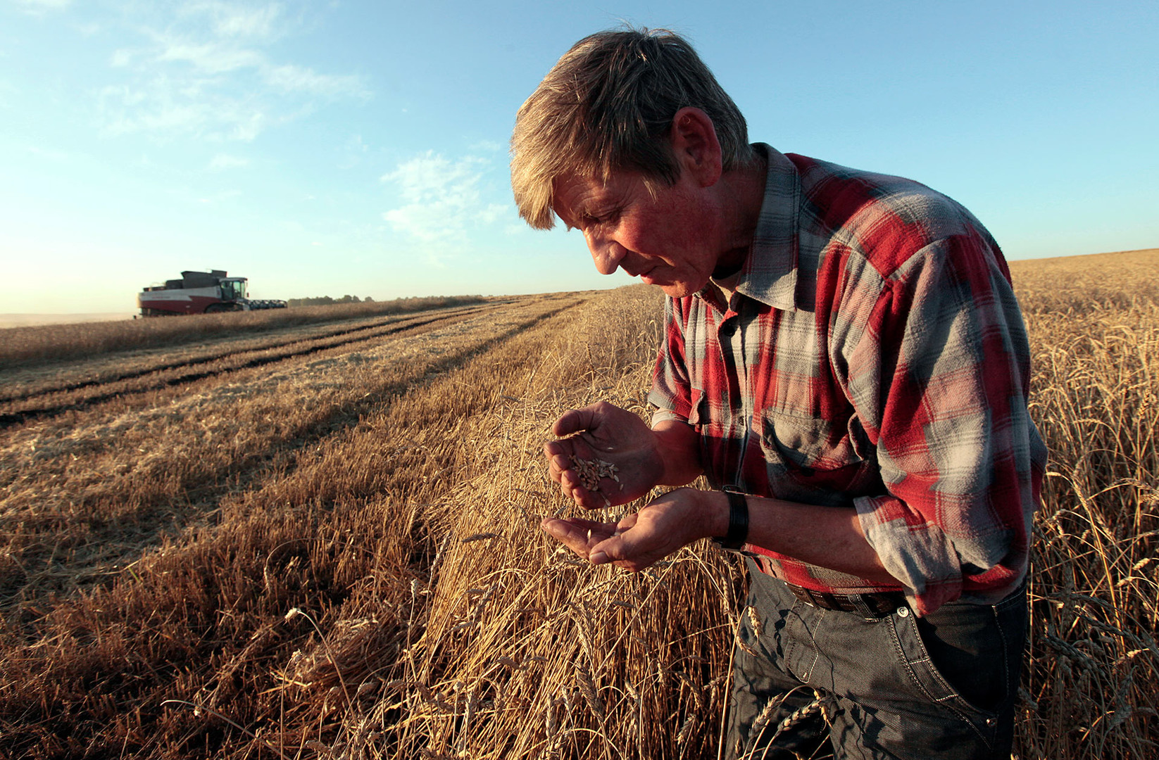 Delavec pregleduje pšenico na polju kmetije Svetlolobovskoje ob robu istoimenske vasi, približno 390 km južno od Krasnojarska.
