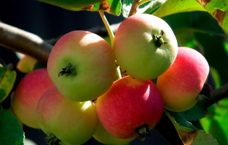 Na Uralu je še posebej priljubljena sorta majhnih jabolk, ki se imenuje ranet.