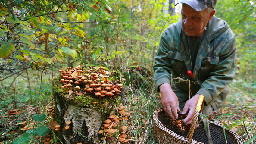 A man picking mushrooms in the woods