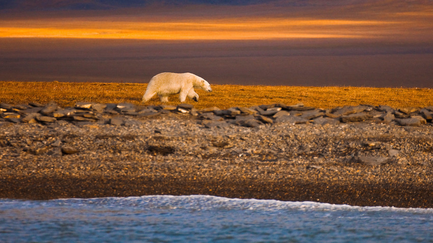 Бели медвед се креће дуж обале Врангеловог острва на руском Арктику. 