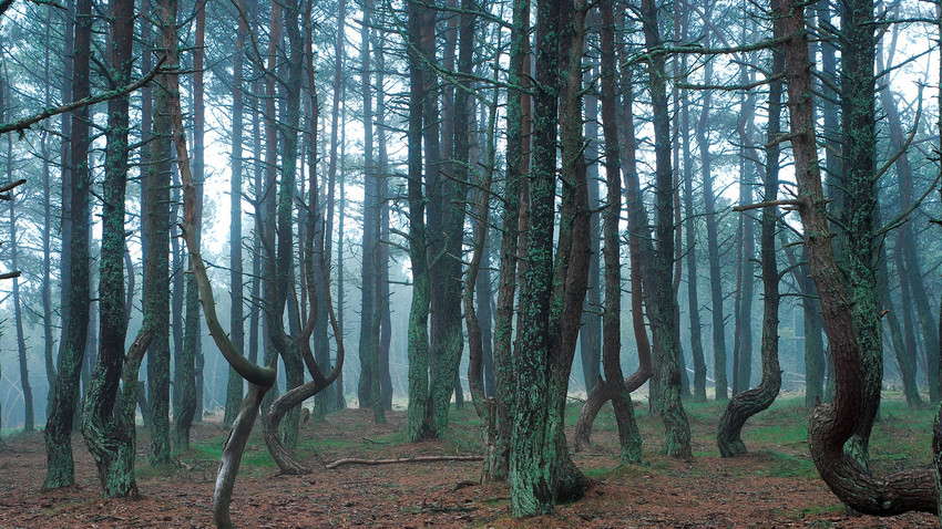 Hutan yang 'menari' di Taman Nasional Kurshskaya Kosa.