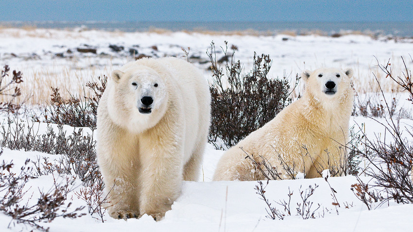 Polar bears besieging a village in Russia’s Far East