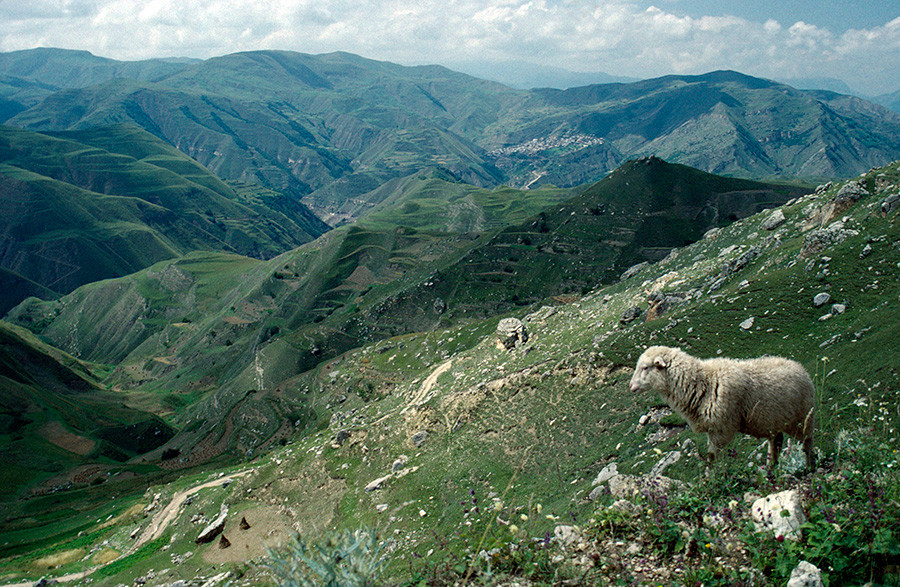 Dagestan Old silk road through mountain landscape with sheep on rocky hillside in the foreground