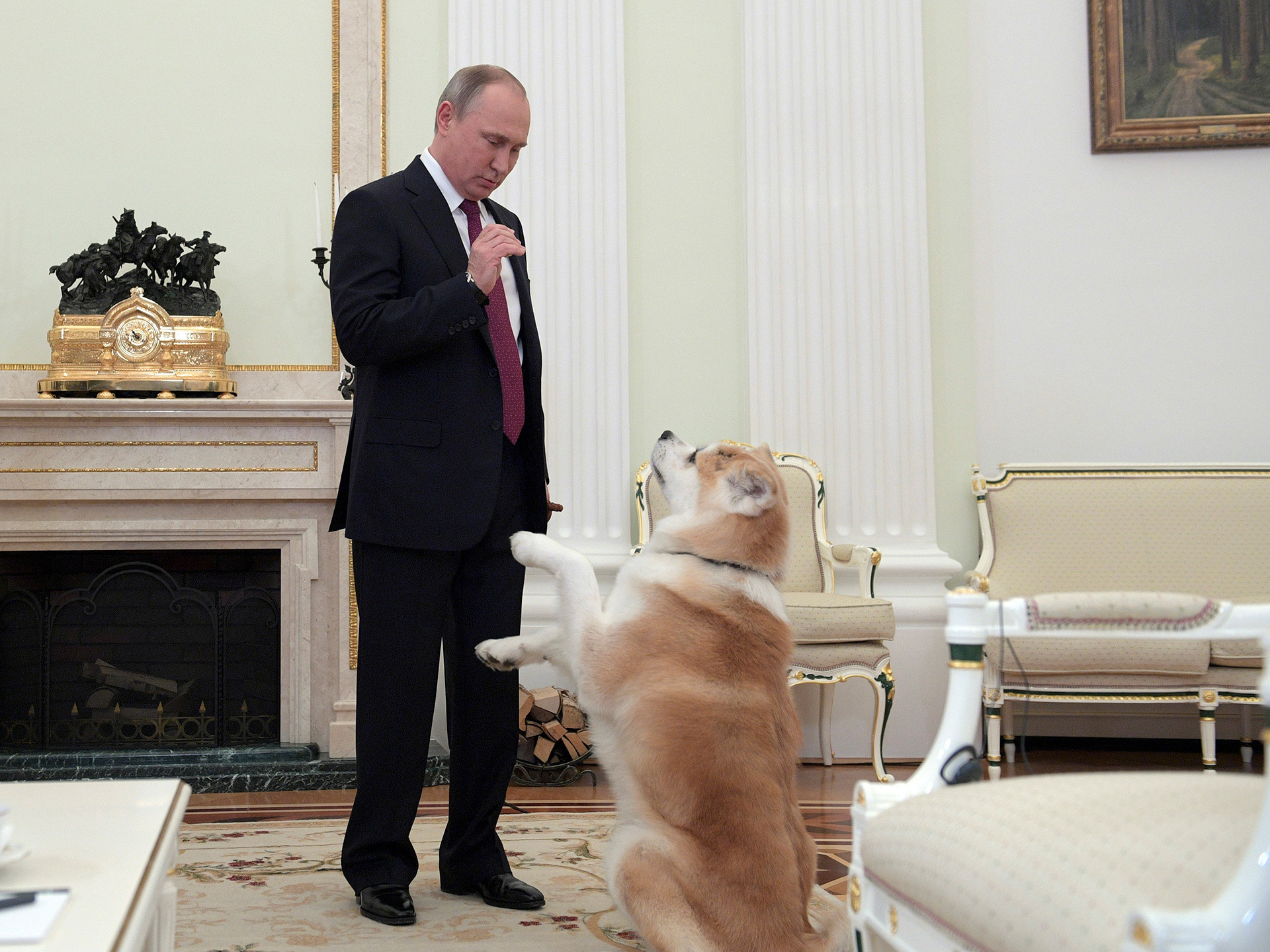 Presiden Rusia Vladimir Putin dan anjing Akita-inunya, Yume, di Kremlin.