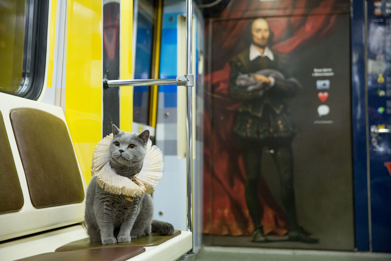 A cat in the Shakespeare train of Moscow metro.