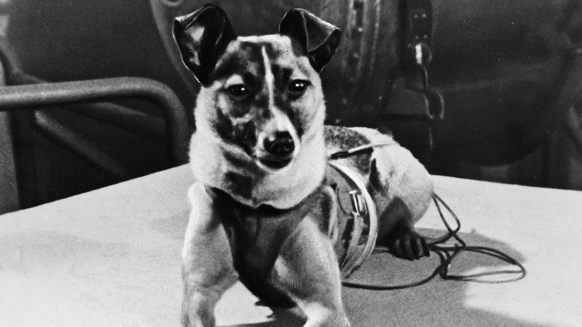 Кучето Лајка пред да биде ставено во кабината на вештачкиот Земјин сателит лансиран на 3 ноември 1957.