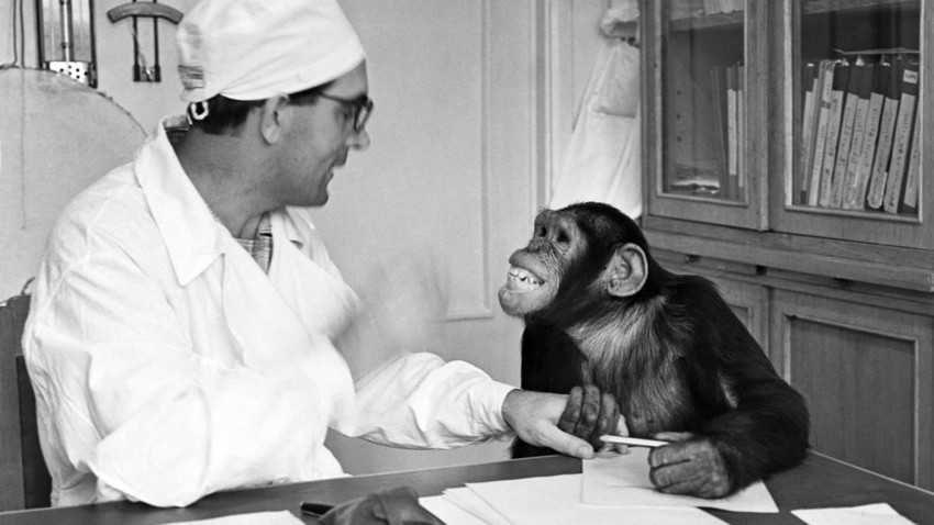 Primeiros geneticistas soviéticos sonhavam em criar um chimpanzé humano que ajudasse a construir uma nova raça.