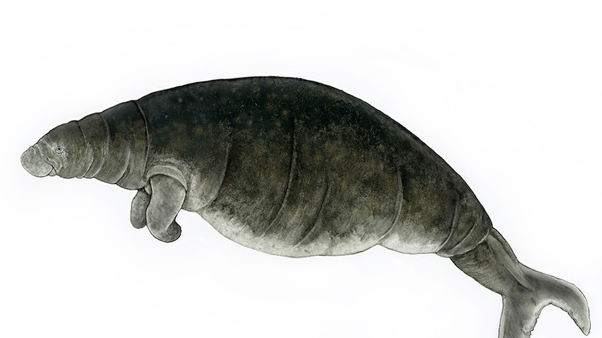 The last Steller's sea cow seen in the wild was spotted by fur hunters in 1768.