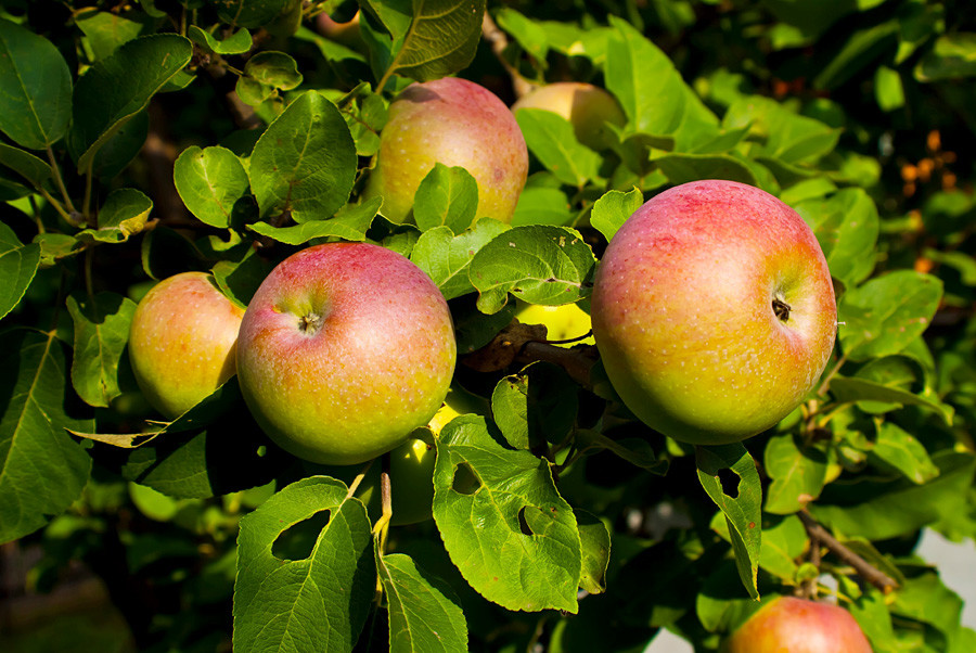 5 kinds of apples you can only find in Russia - Russia Beyond