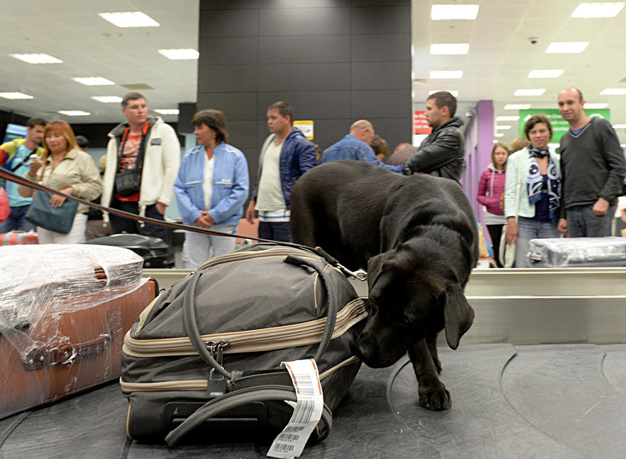 Seekor anjing pelacak mencari zat narkoba di koper penumpang.