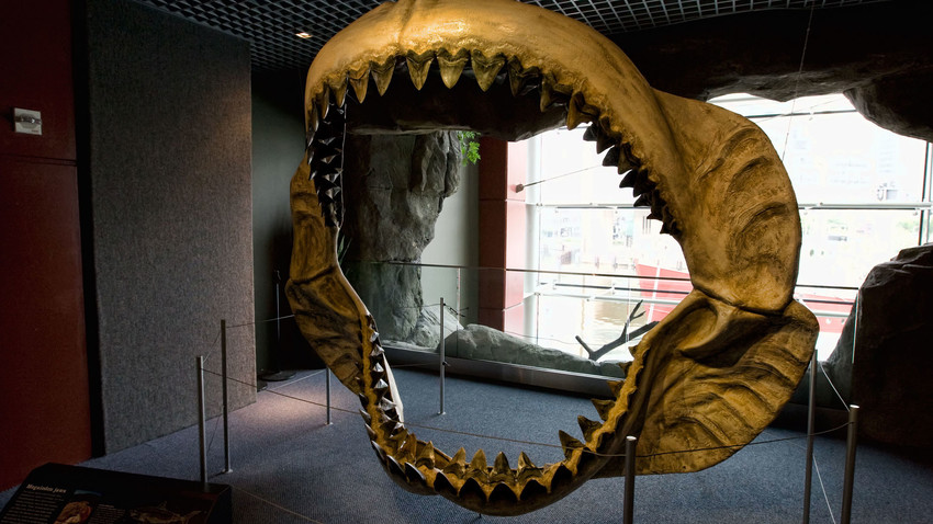 Megalodon jaws on display at the National Aquarium in Baltimore, U.S.