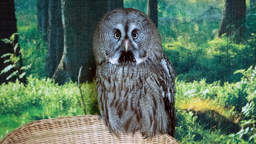 Mira, the youngest and the largest owl.