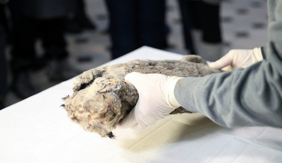 Un cadáver bien conservado ha sido encontrado en Yakutia