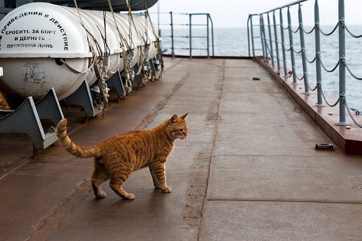 Sergei foi o primeiro gato russo a viajar para Síria a bordo de navio militar