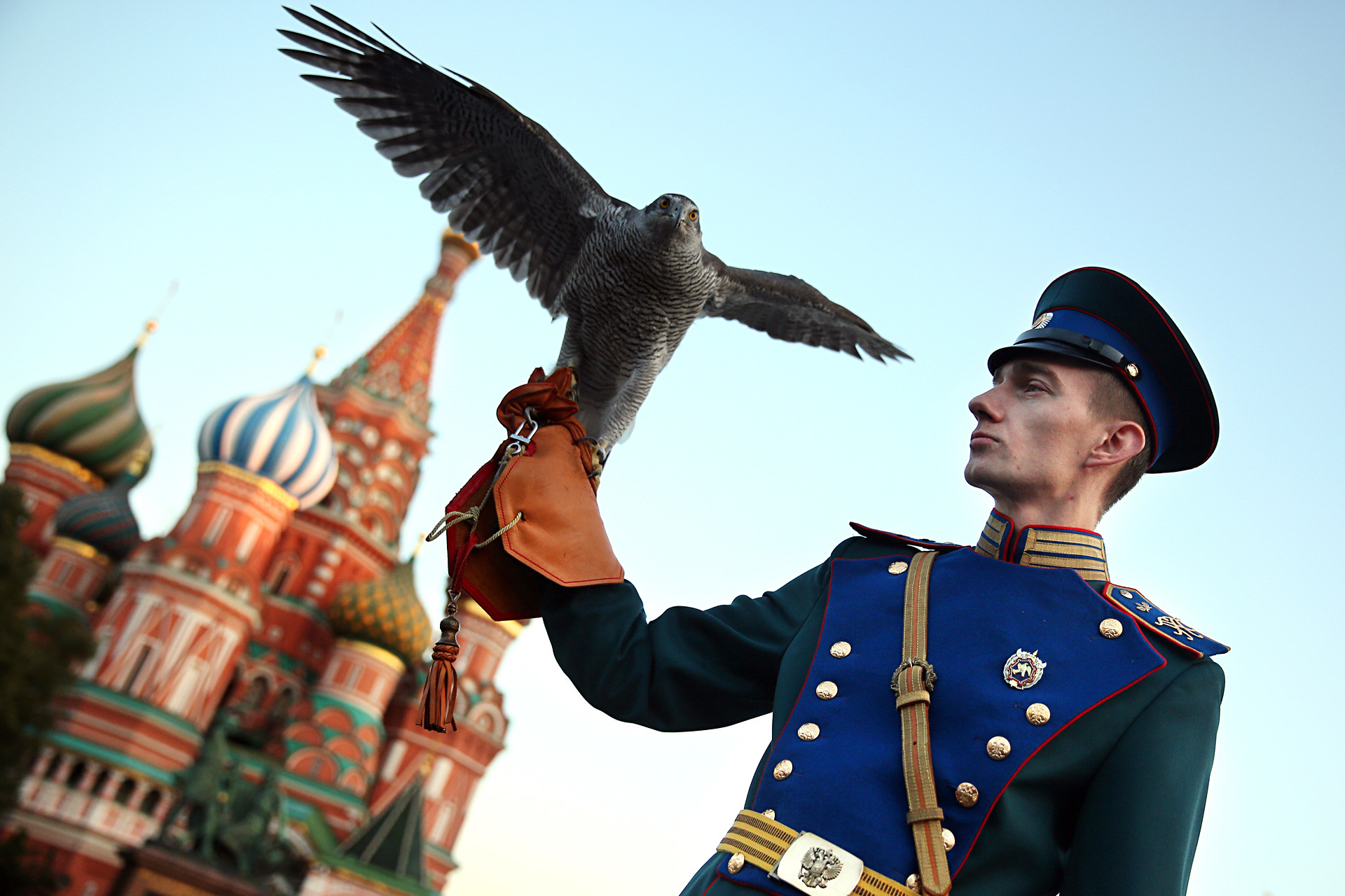 A member of the Kremlin ornithological service at the closing ceremony of the Spasskaya Tower International Military Music Festival on Red Square