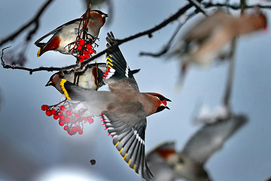 Pássaros comem frutos de árvore na região de Ivanovo, durante o inverno russo. 