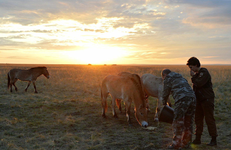 Руският президент Владимир Путин при пускането в природата на шест коня в Оренбургския държавен природен резерват.