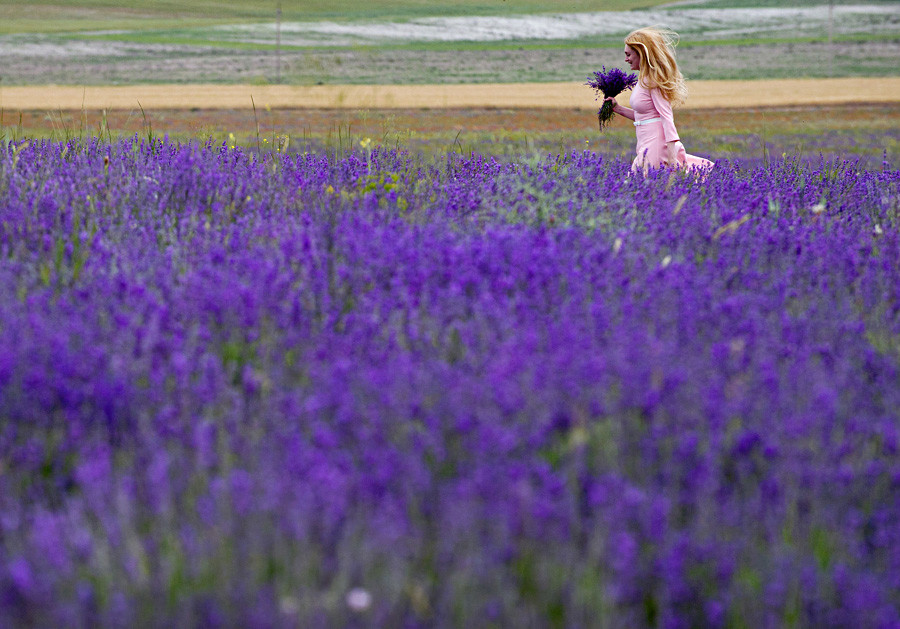 Seorang perempuan berjalan sambil membawa buket lavender di dekat sebuah desa di Bakhchisaray, Krimea.