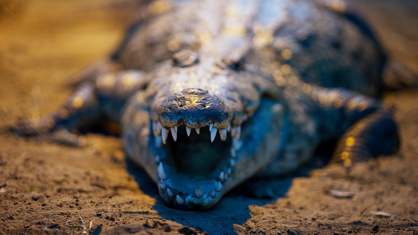 O crocodilo do Nilo costuma viver na África (sem surpresas aqui), mas este, de repente, foi encontrado em um porão de São Petersburgo.