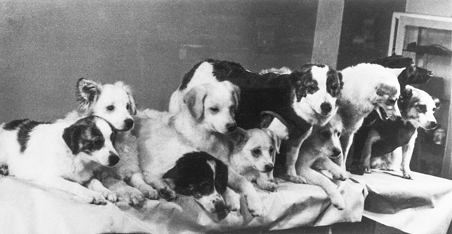 ソ連、モスクワ、1961年3月28日の記者会見。左から右へ：ストレルカの子犬：ディムカ、プシンカ、ダムカ、ティシカ、マリュトカ；ストレルカ；子犬クドリャシカ；ブルカ、チュルヌシカ、ズヴョズドチカ。