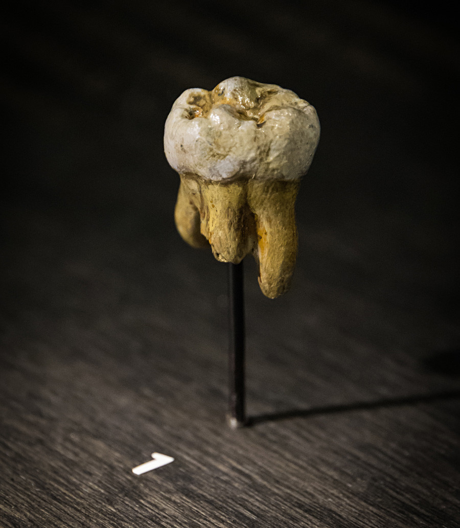 Réplica de um molar de Denisova encontrado originalmente na caverna Denisova, no ano 2000, Altai, em exposição no Museu de Ciências Naturais de Bruxelas, na Bélgica. 