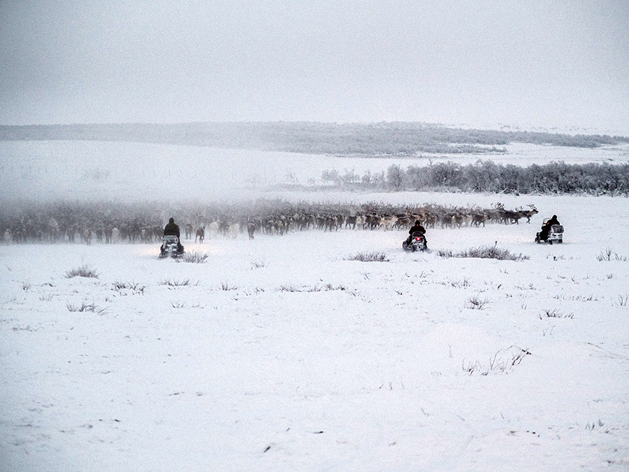 A normal day of work: men are herding over a thousand reindeer from the tundra to the paddock