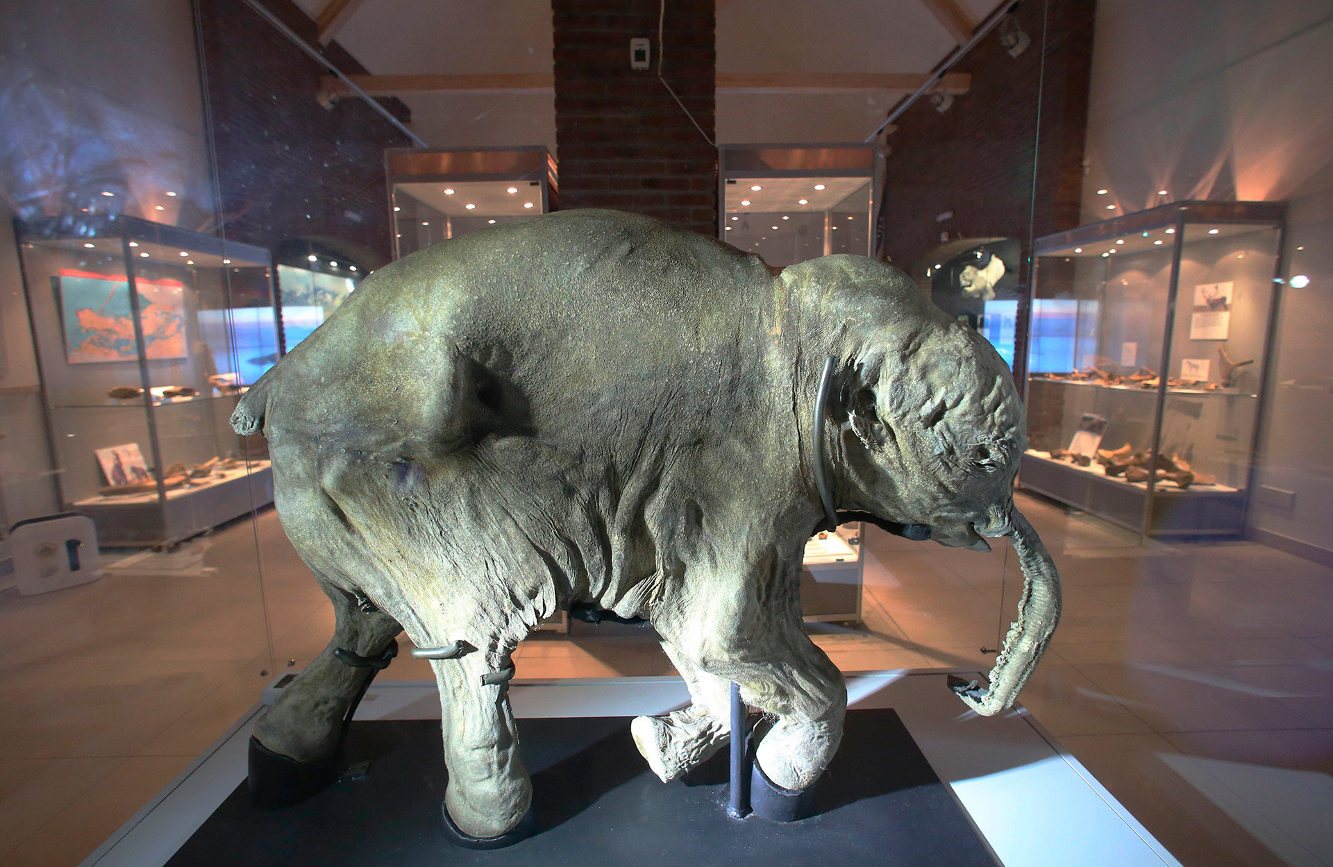 Mummy of the frozen baby mammoth Lyuba, discovered in 2007 in Yamal.