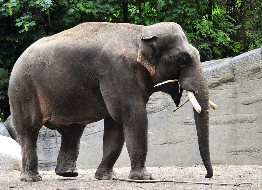 Elefantes podem parecer bonachões, mas também se zangam.