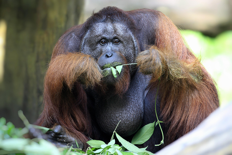 Os orangotangos são animais muito grandes e pode ser difícil de acalmá-los - a não ser que você seja um veterano da Segunda Guerra Mundial.