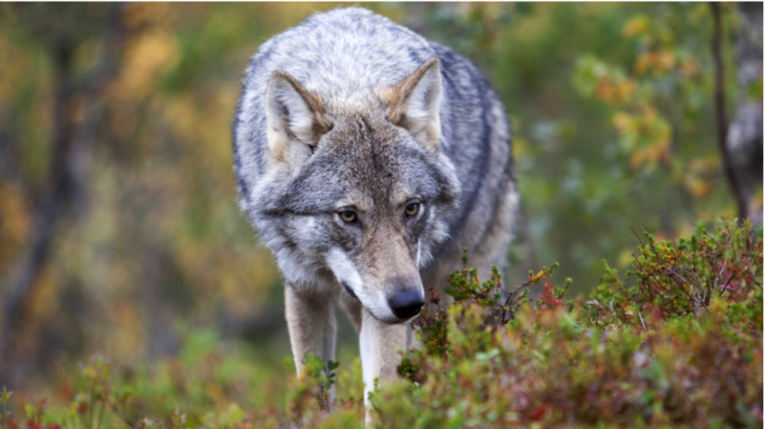 Volkovi so precej manj krvoločna bitja, kot se jih predstavlja. 