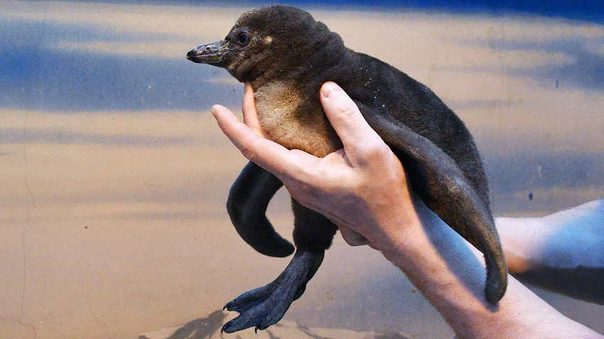 Pinguim peruano, ou de Humboldt