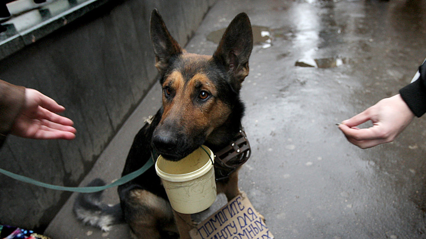 A dog holding an alms cup in its mouth. Often animals are used by beggars to draw sympathy from the public. 