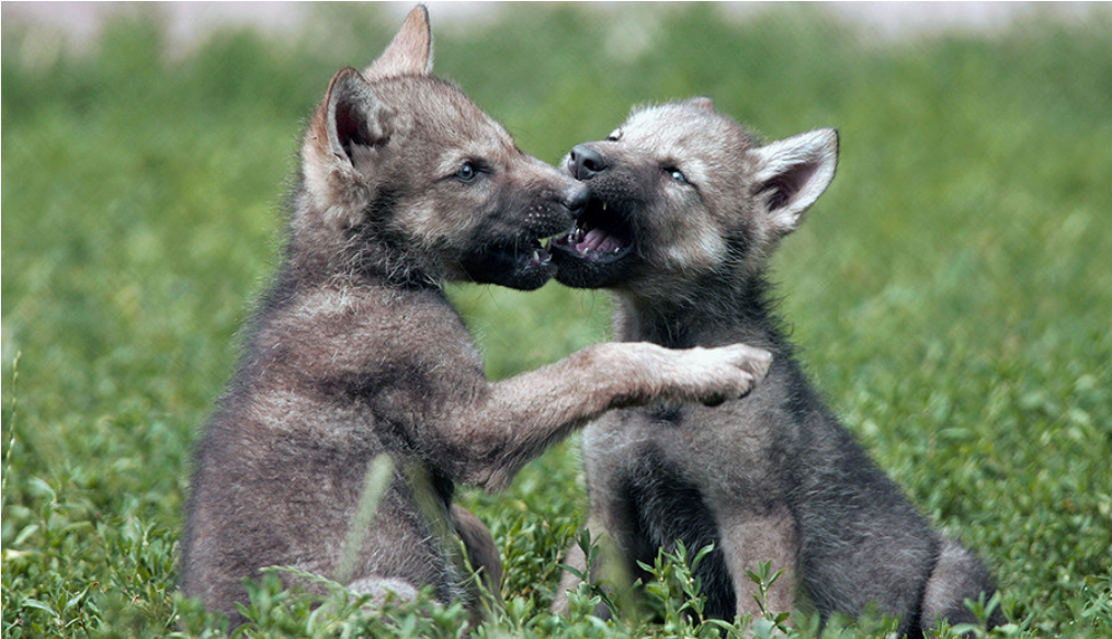 Badridze pravi, da so volkovi precej manj agresivni od ljudi in da uporabljajo več logike od ljudi.