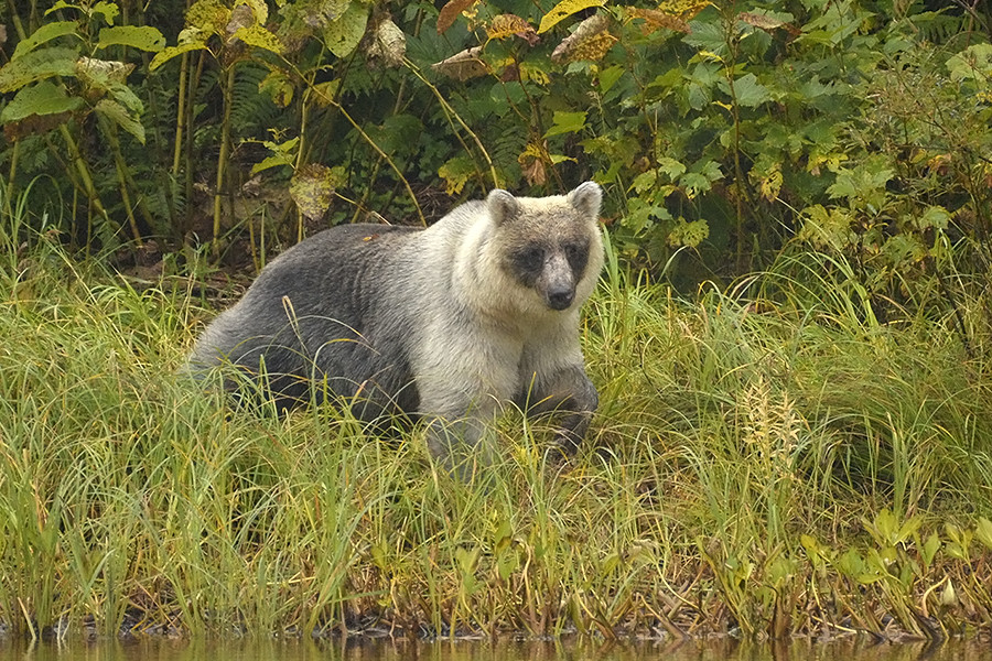 Das Verhalten der „Silberbären“ unterscheide sich derweil kaum von dem der anderen. Nur einige Nationalparkwächter halten sie für weniger aggressiv.