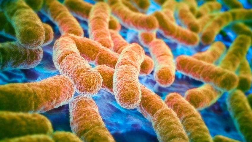A bactéria E.coli, uma grande resistente do mundo dos micróbios.