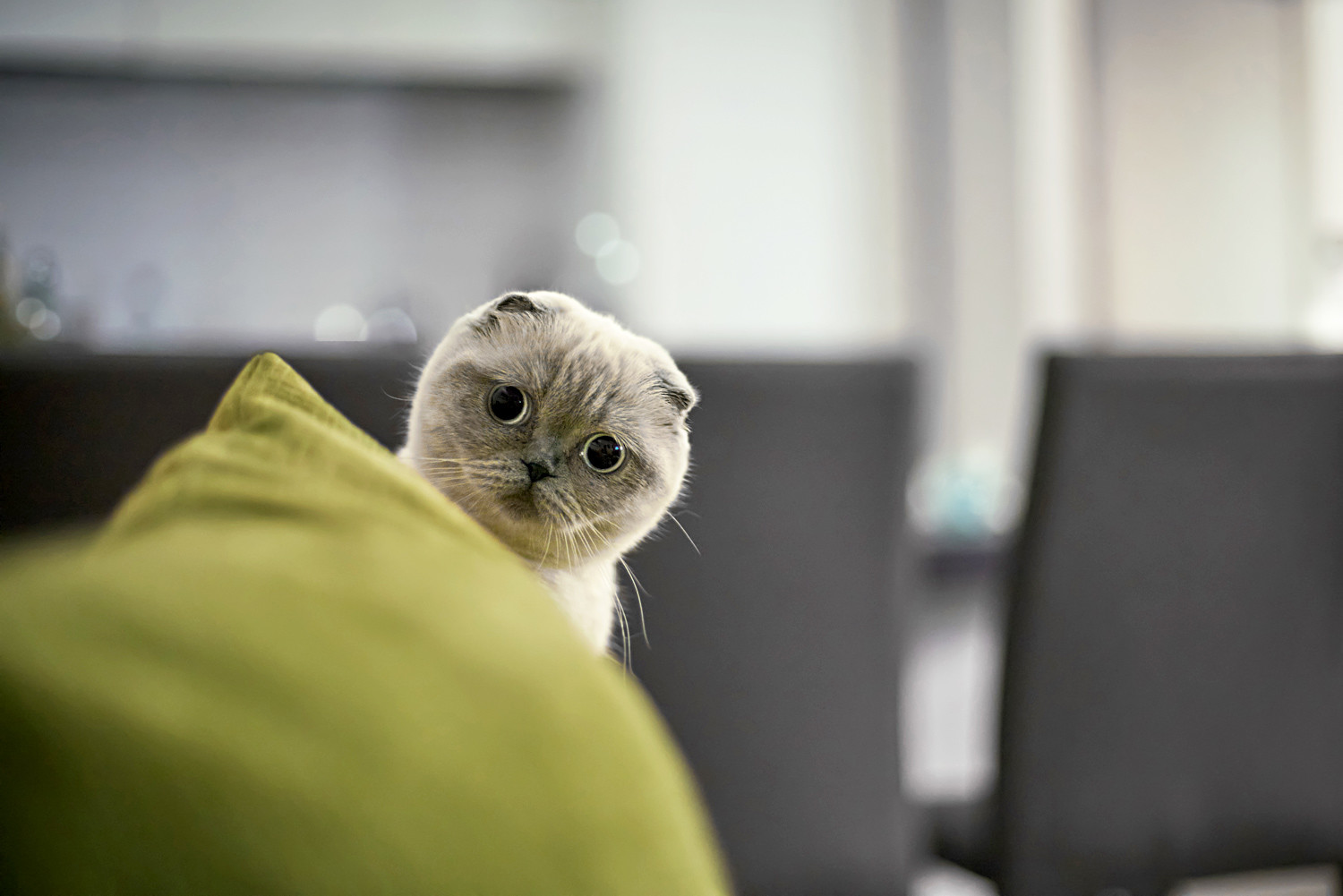 Scottish Fold cats top the searches on Avito.