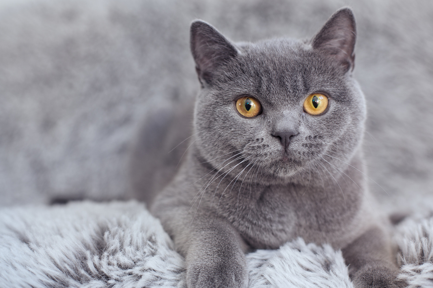British Shorthair cats are second most popular.
