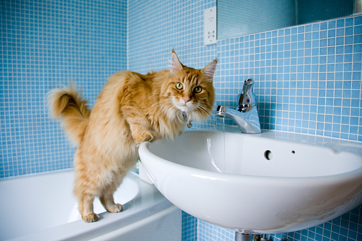 A third-most popular is Main Coon. The average price for such cats on Avito is $301.