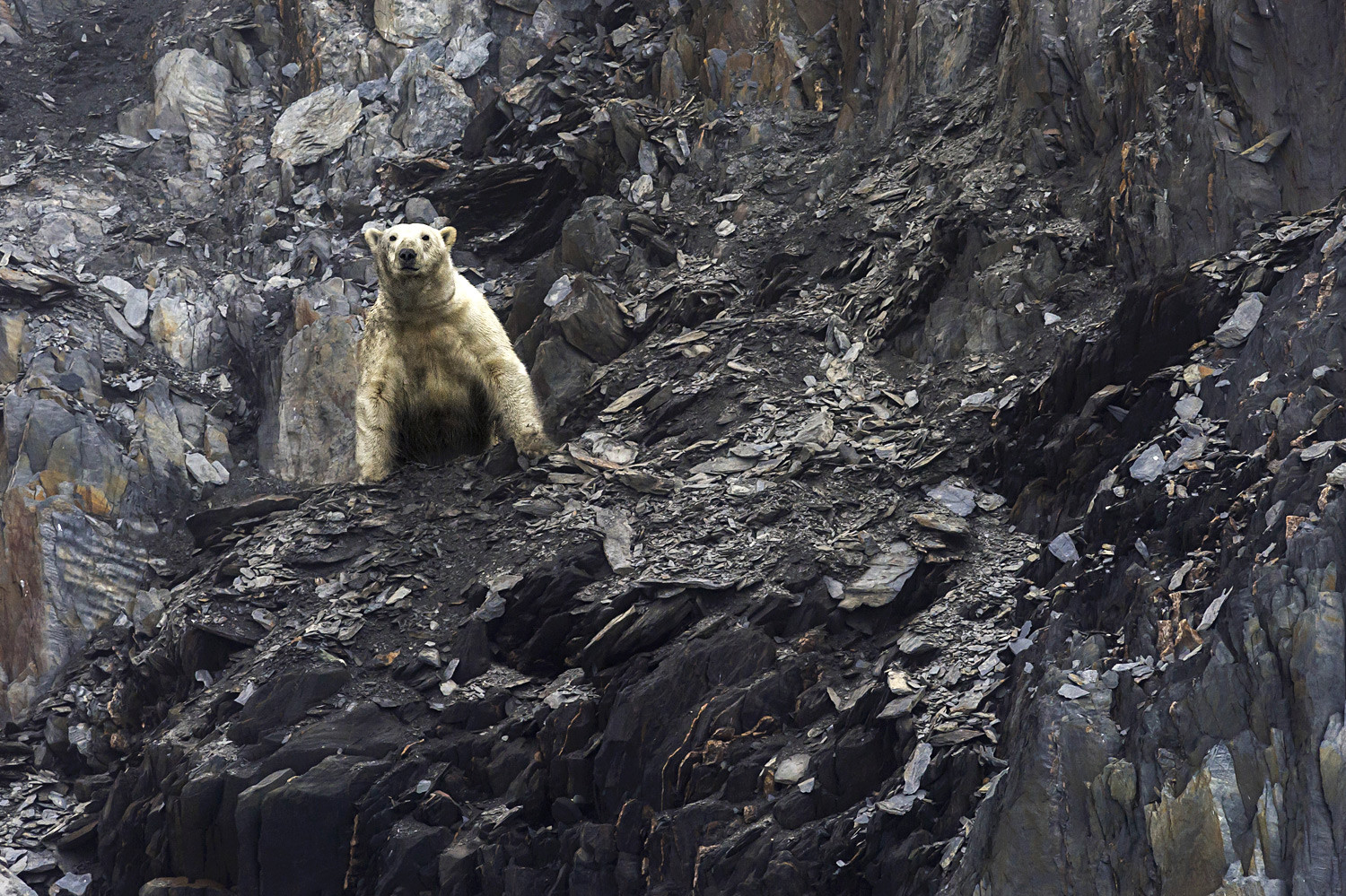 Polarni medvjed u zaljevu Draga na Wrangelovom otoku u Čukotskom autonomnom okrugu.
