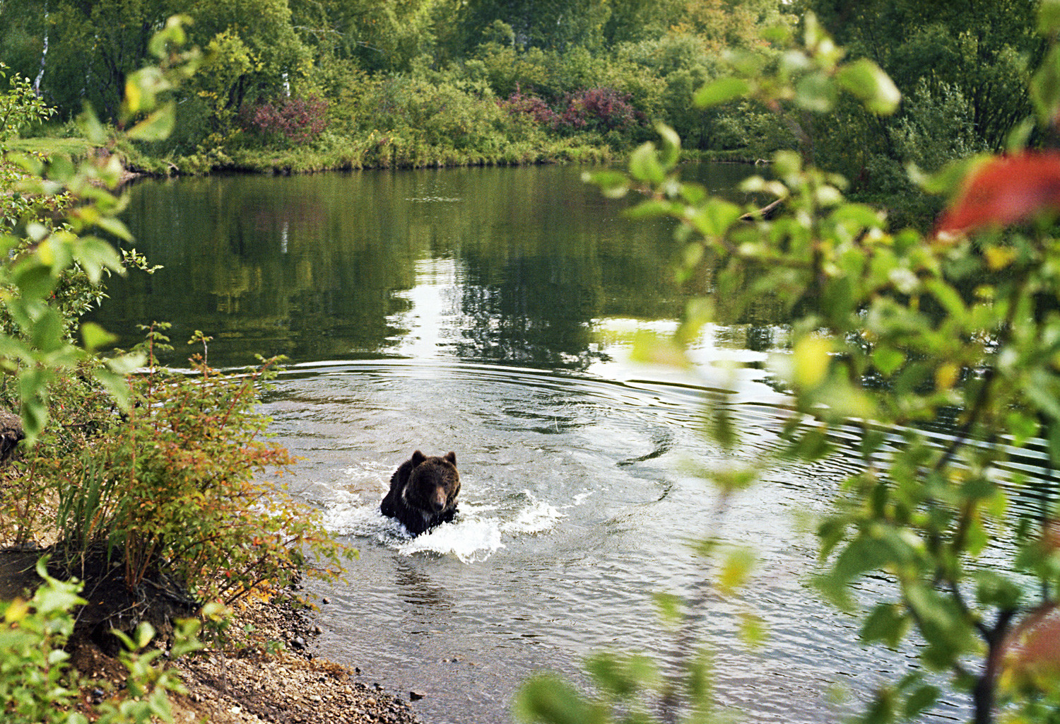 Medvjed u jednoj od rijeka koje se ulijevaju u Bajkalsko jezero.