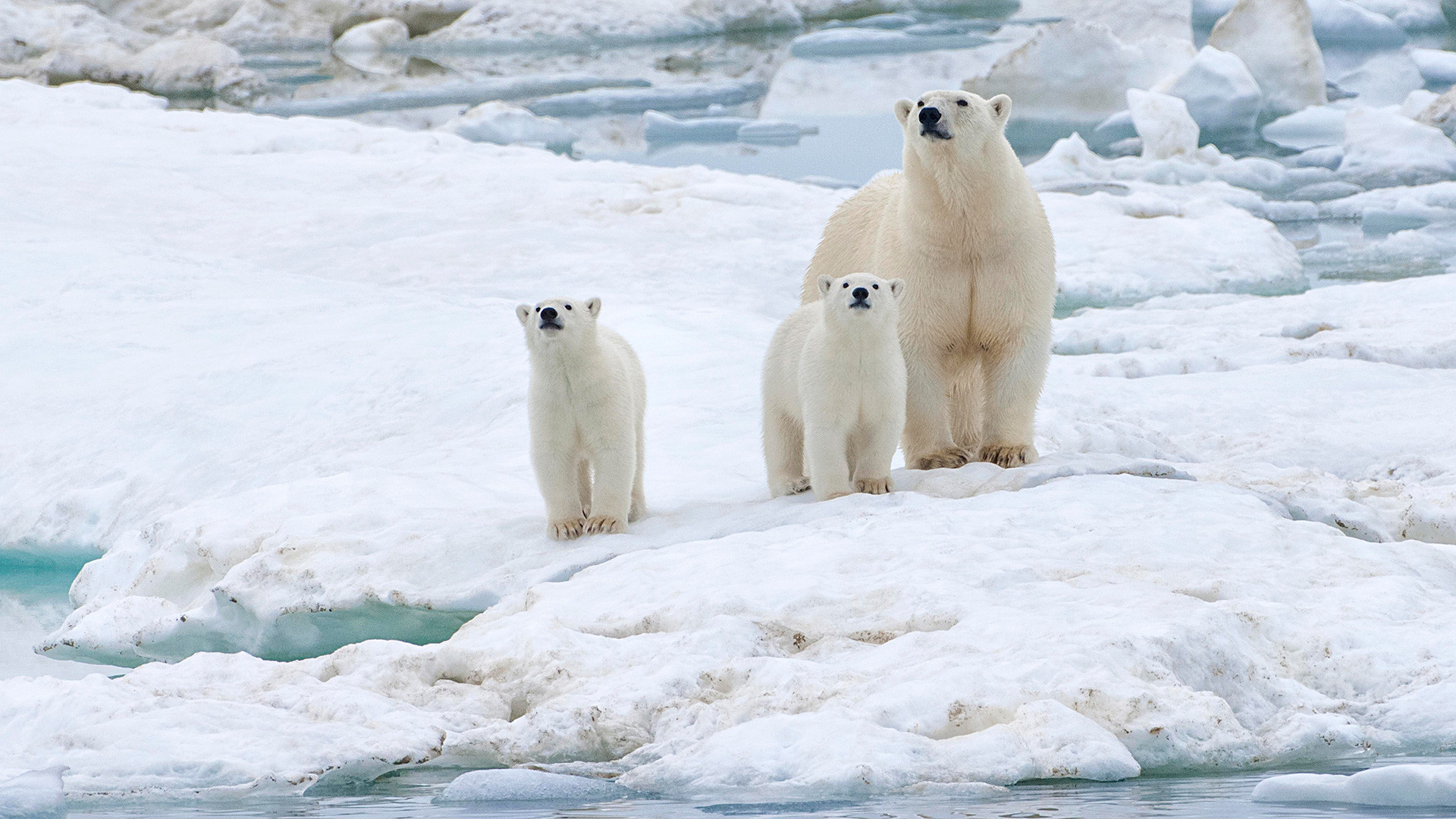 Orsi polari sull'isola di Wrangel