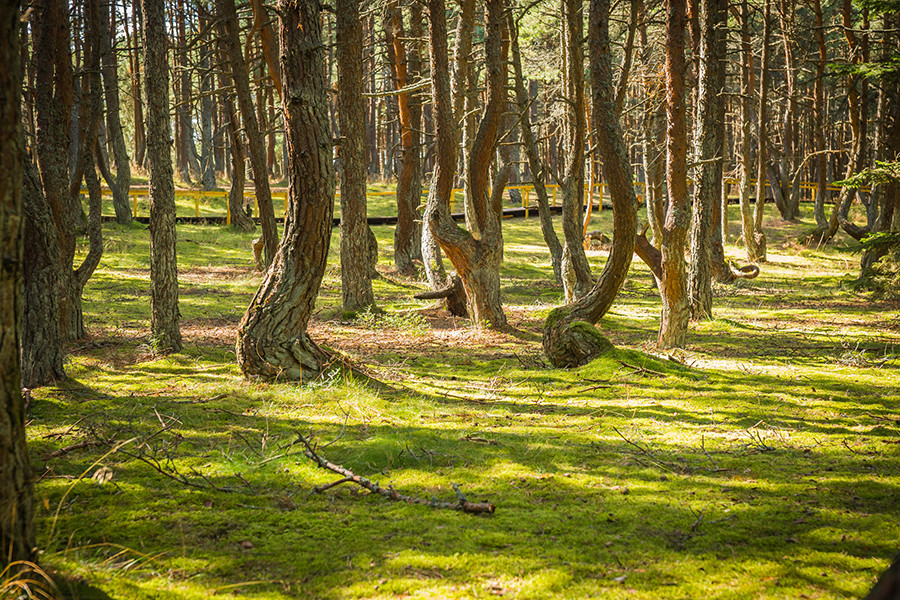 The Curonian Spit's 'dancing' forest