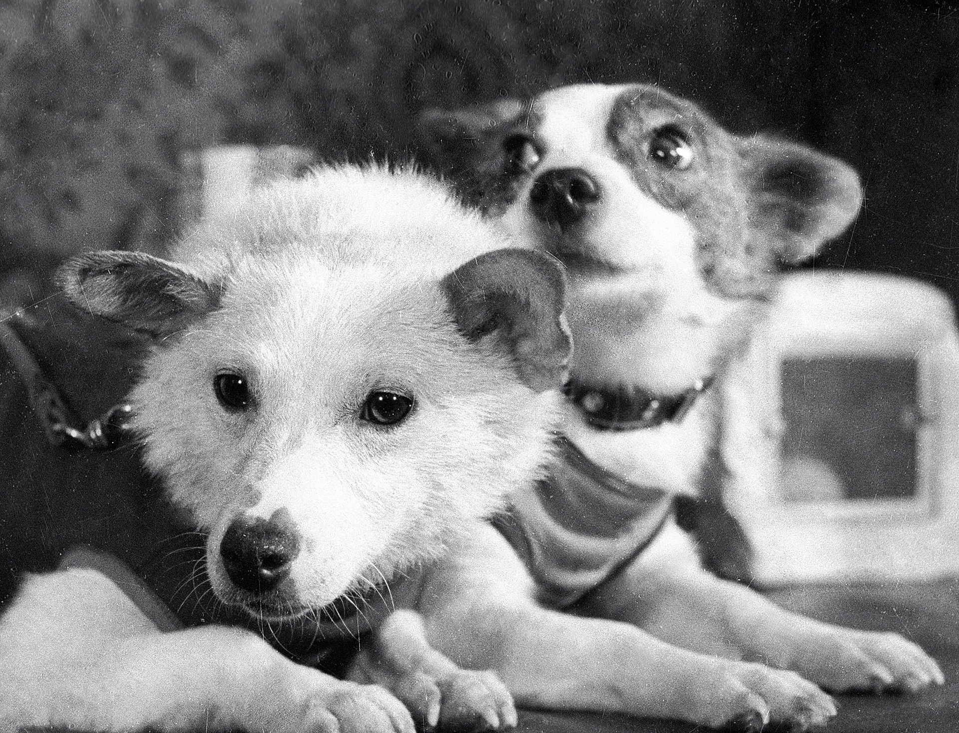 Belka and Strelka. Strelka, Pushinka's mother, is on the right.