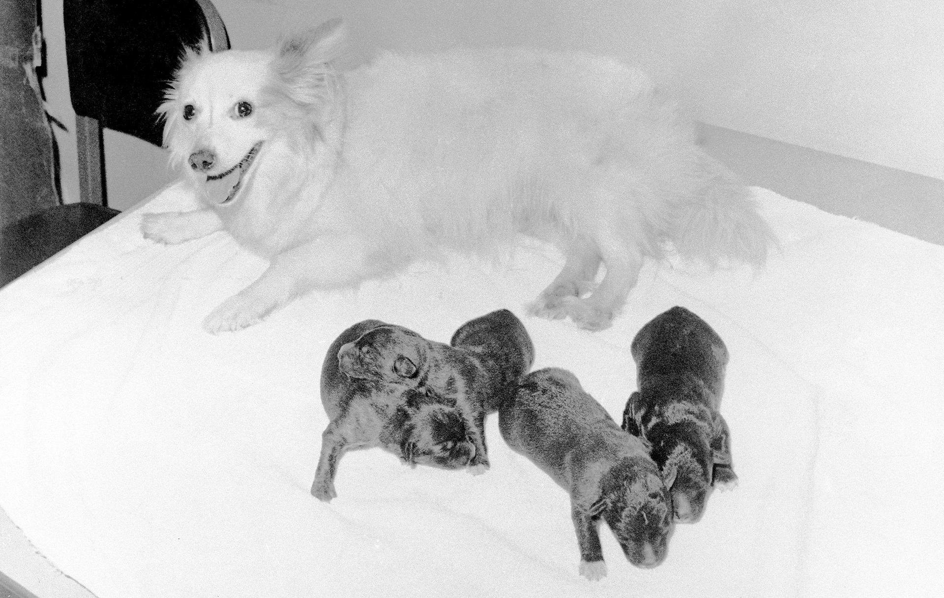Pushinka with her four pups, two males and two females, fathered by Charley, the Kennedy's Welsh Terrier.