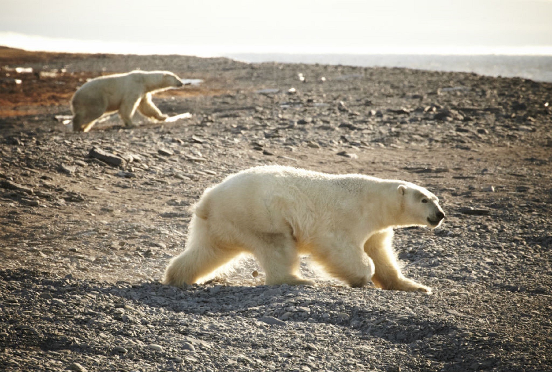 La única muestra de la llegada de la primavera son las huellas de los osos polares, que acaban su hibernación.