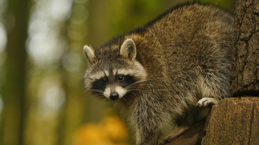 Yesha the raccoon from Rostov-on-Don vet clinic becomes a local ...