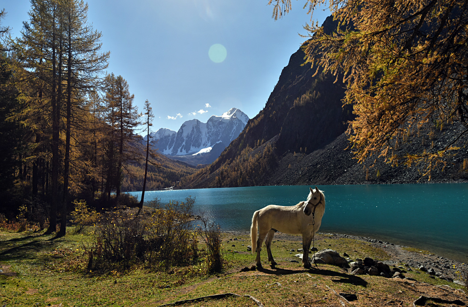 A horse grazes at Nizhneye Shavlinskoye Lake in the Kosh-Agachsky district of the Altai Republic. 