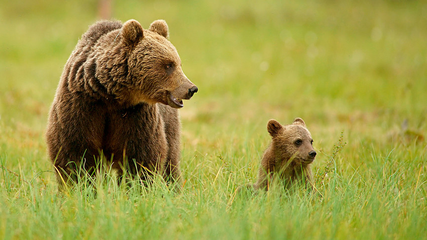 In a bear the mortality rate for cubs is determined mainly by their genotypes and not by accidental causes. 