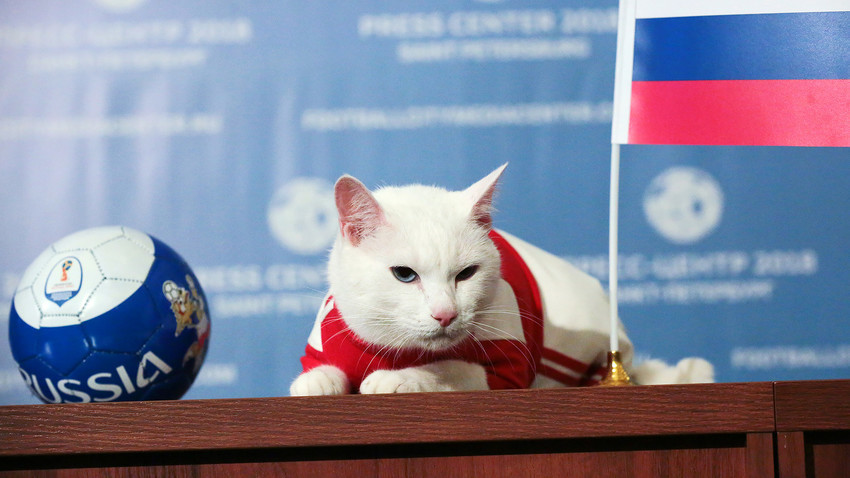 Ahilej, mačak-prorok iz muzeja "Ermitaž" u Sankt-Peterburgu


