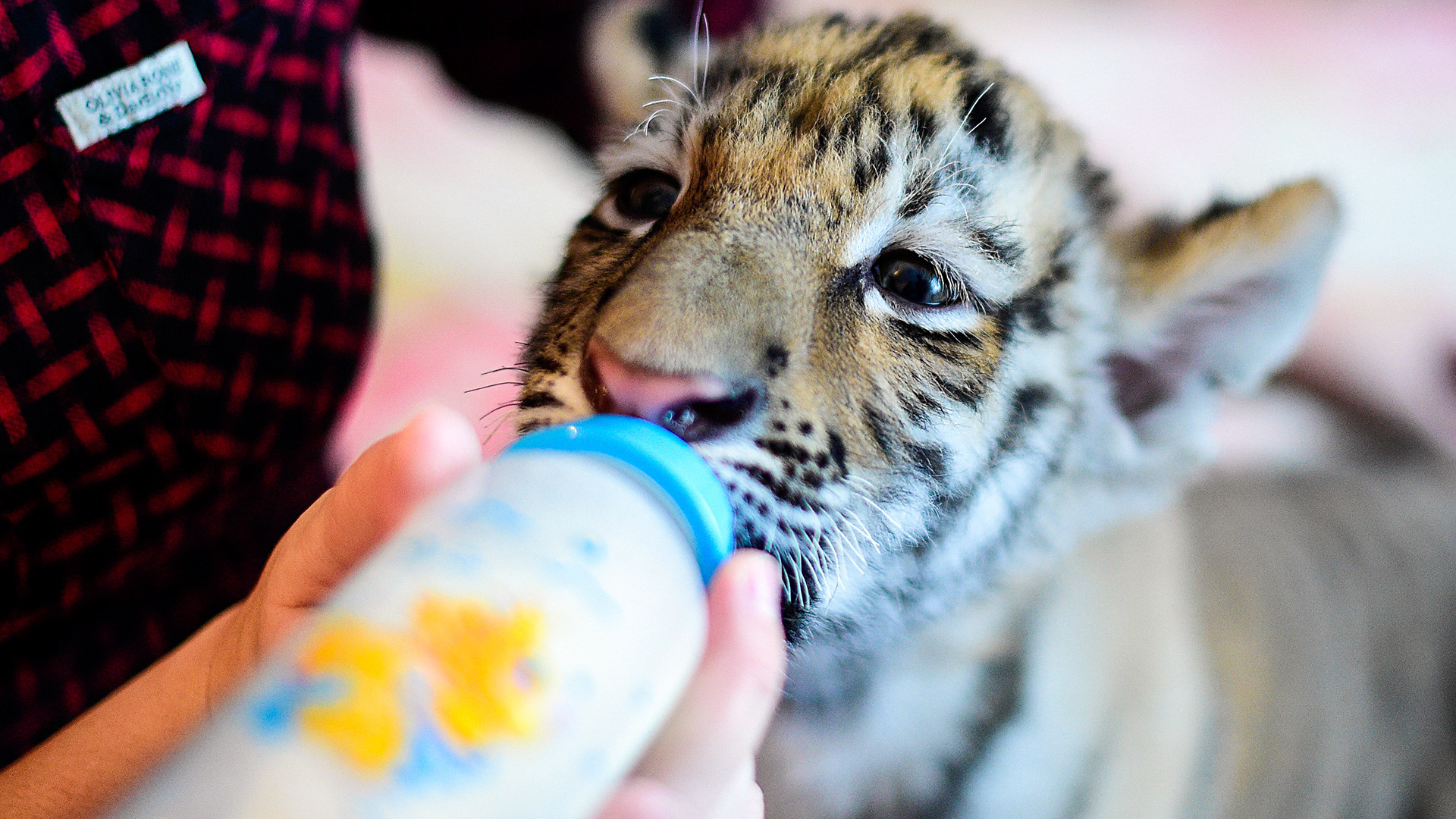Vet Vasilina Tataurova feeding a two-month old Siberian tiger cub, Sherkhan, in her house in the village of Shkotovo. The cub was born in September 2016 to Siberian tigers Amur and Ussuri in the Primorye Safari Park. 